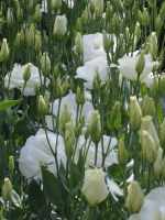 White Lisianthus flowers